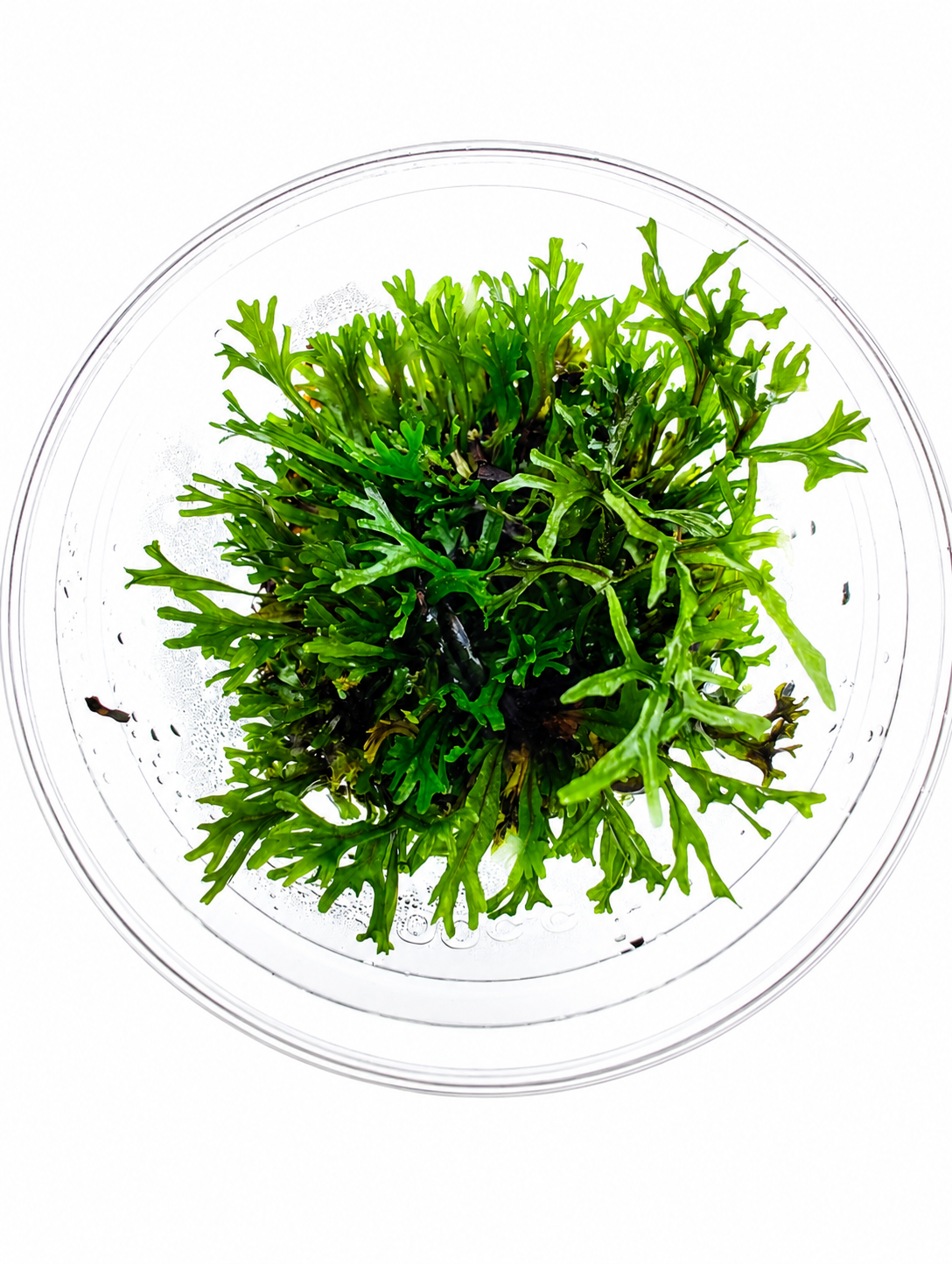 Microsorum Pteropus ‘Windelov’ In Vitro Java Fern