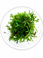 Microsorum Pteropus ‘Windelov’ In Vitro Java Fern