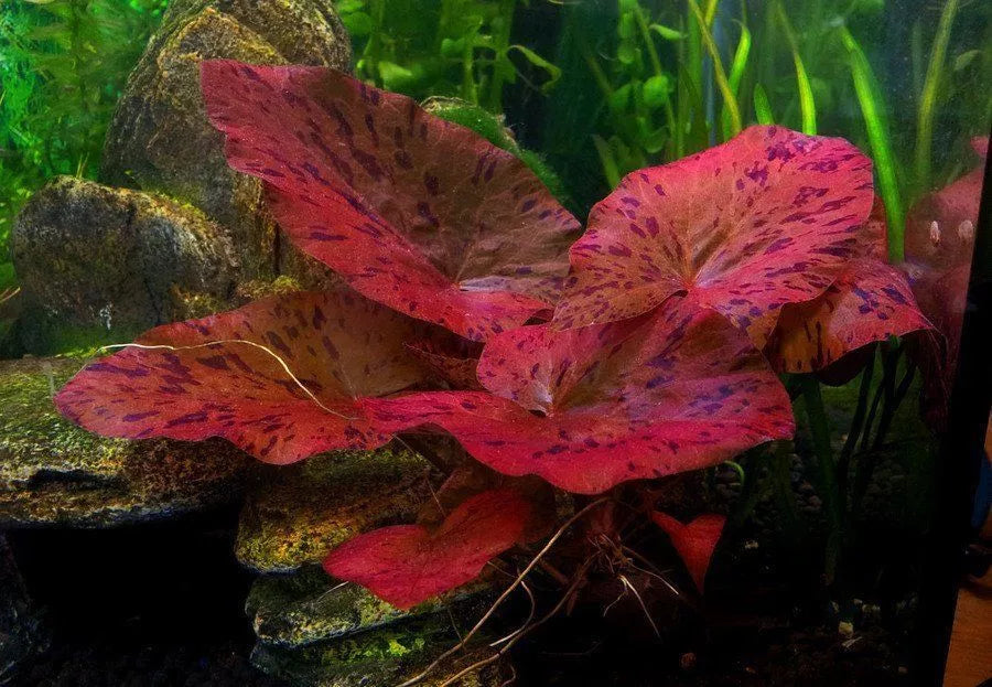 NYMPHAEA RUBRA Red Water Lily bulb