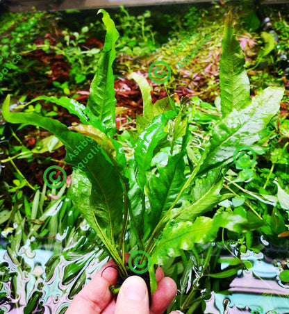Java Fern Microsorum pteropus APC Sunrise Aquarium Plant Safe Safe Very Rare