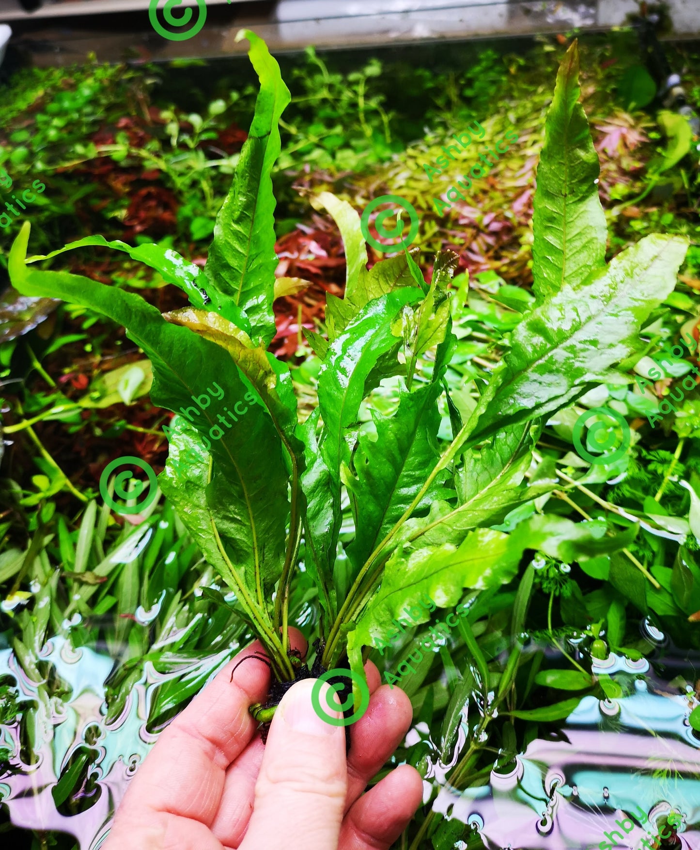 Java Fern Microsorum pteropus APC Sunrise Aquarium Plant Safe Safe Very Rare