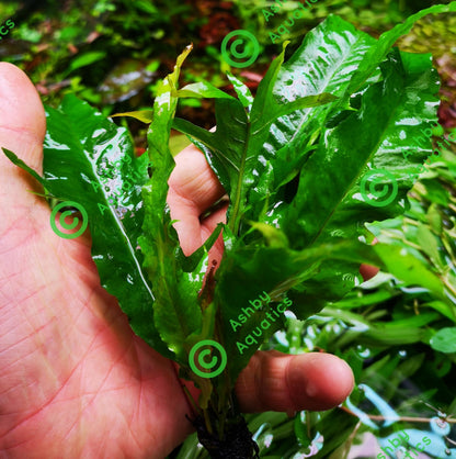 Java Fern Microsorum pteropus APC Sunrise Aquarium Plant Safe Safe Very Rare