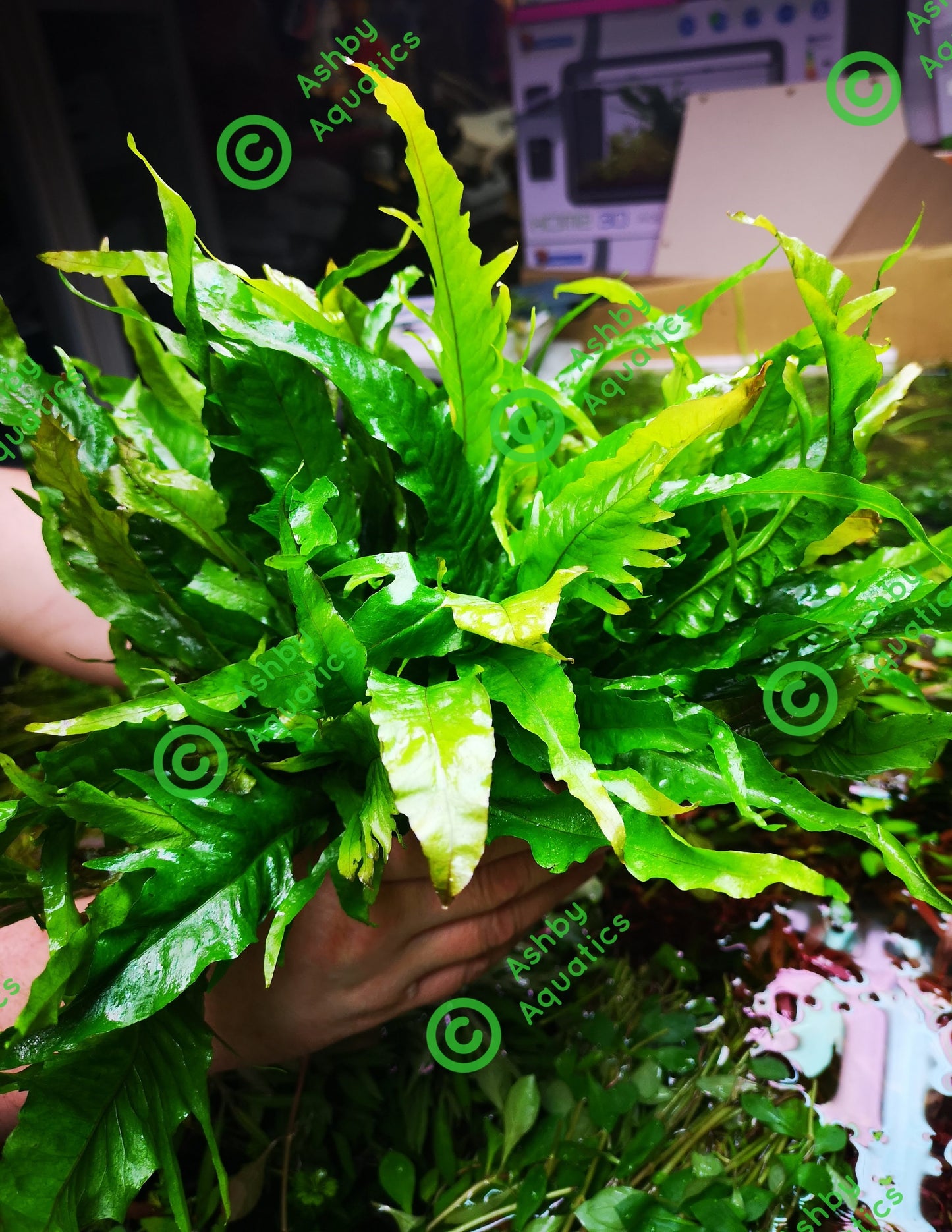 Java Fern Microsorum pteropus APC Sunrise Aquarium Plant Safe Safe Very Rare