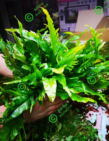 Java Fern Microsorum pteropus APC Sunrise Aquarium Plant Safe Safe Very Rare
