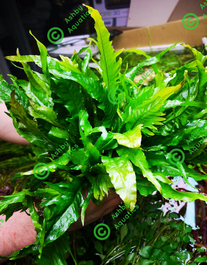 Java Fern Microsorum pteropus APC Sunrise Aquarium Plant Safe Safe Very Rare