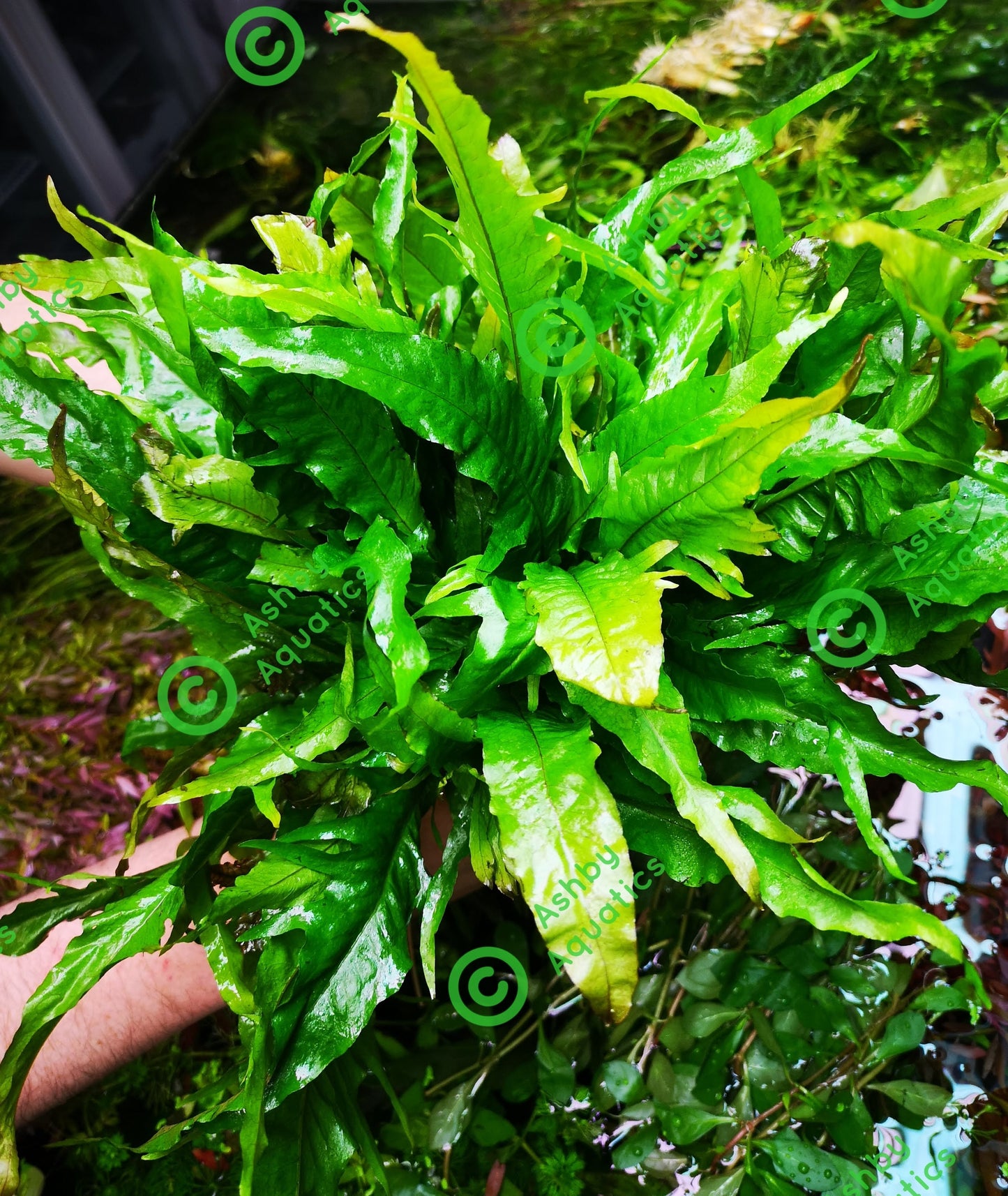 Java Fern Microsorum pteropus APC Sunrise Aquarium Plant Safe Safe Very Rare