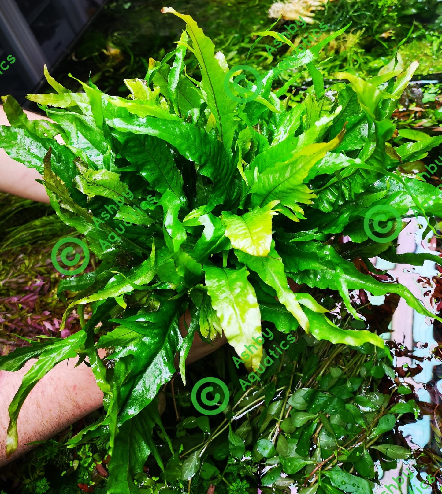 Java Fern Microsorum pteropus APC Sunrise Aquarium Plant Safe Safe Very Rare