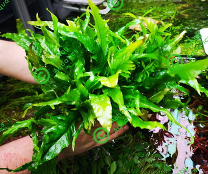 Java Fern Microsorum pteropus APC Sunrise Aquarium Plant Safe Safe Very Rare