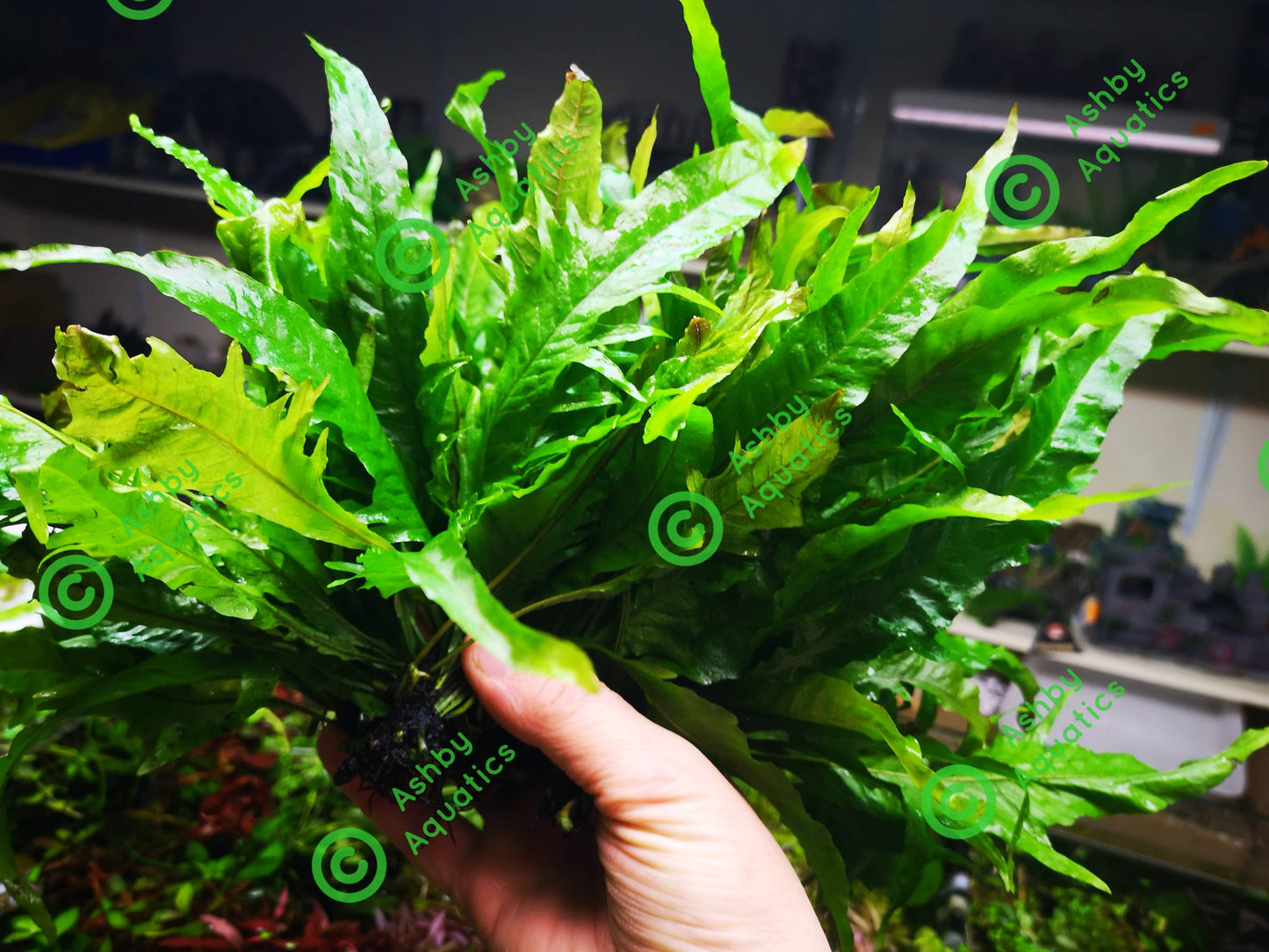 Java Fern Microsorum pteropus APC Sunrise Aquarium Plant Safe Safe Very Rare
