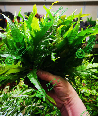 Java Fern Microsorum pteropus APC Sunrise Aquarium Plant Safe Safe Very Rare