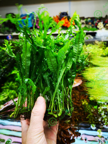 Microsorum Pteropus JAVA Fern Windelov on Mesh Live Aquarium Plants