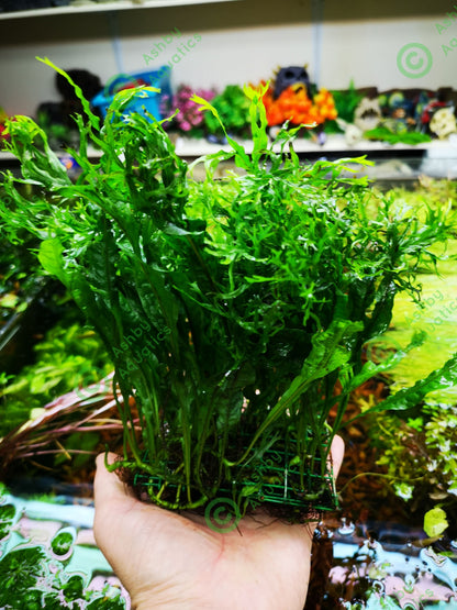 Microsorum Pteropus JAVA Fern Windelov on Mesh Live Aquarium Plants