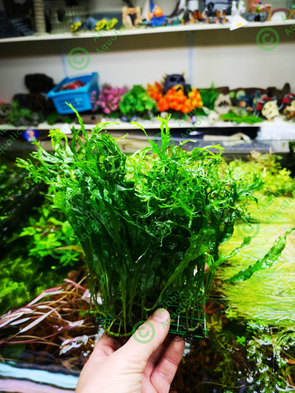 Microsorum Pteropus JAVA Fern Windelov on Mesh Live Aquarium Plants
