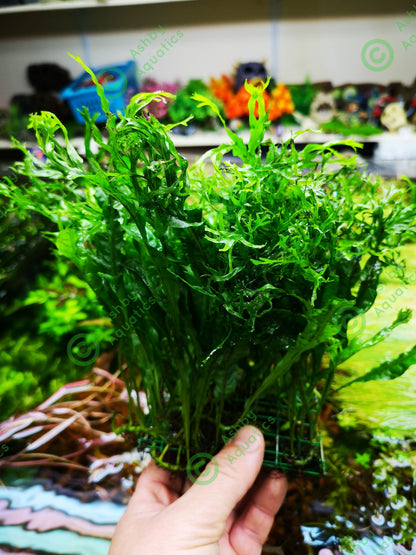 Microsorum Pteropus JAVA Fern Windelov on Mesh Live Aquarium Plants