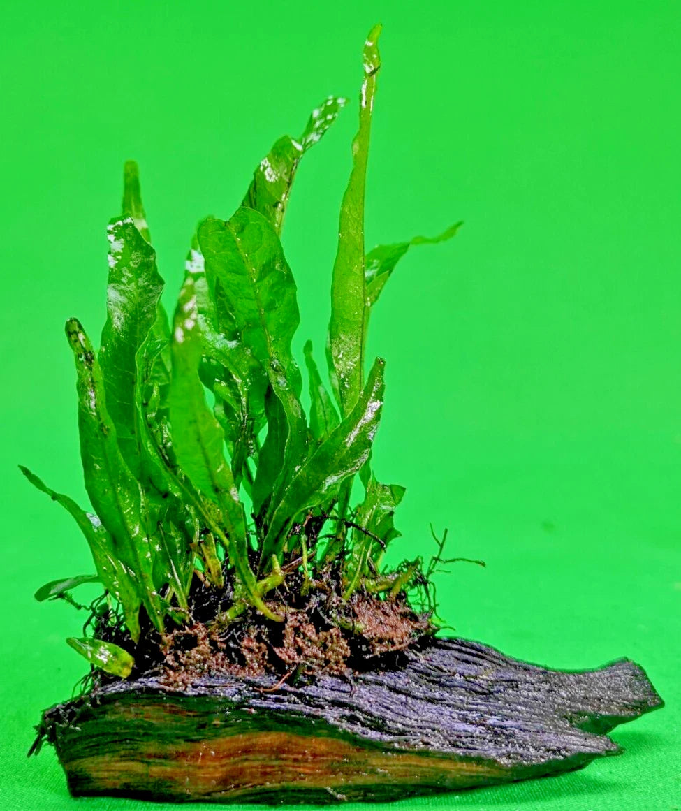 JAVA FERN on small bogwood, Indo Live Aquarium Aquatic Plants Microsorium