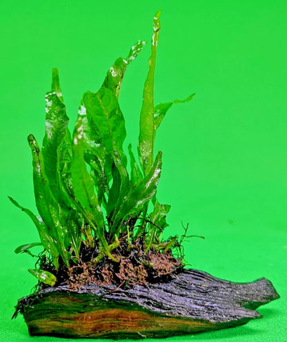 JAVA FERN on small bogwood, Indo Live Aquarium Aquatic Plants Microsorium