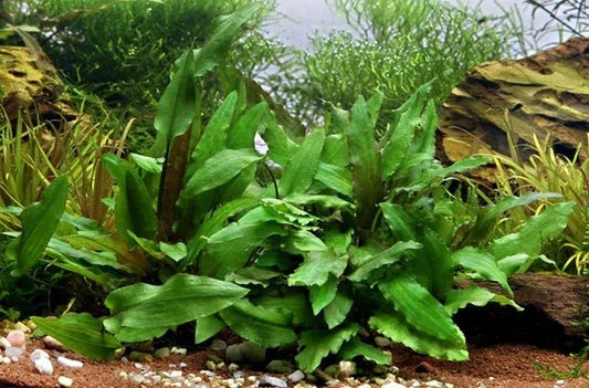 5 x Cryptocoryne wendtii Green tropical aquarium plants