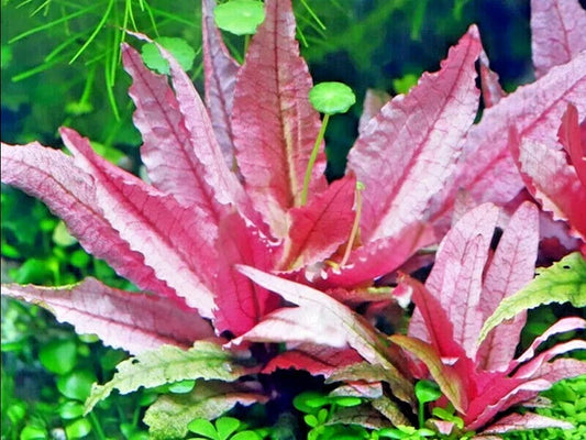 Cryptocoryne Flamingo Live Aquarium Plants Shrimp safe Tropical Aquascaping