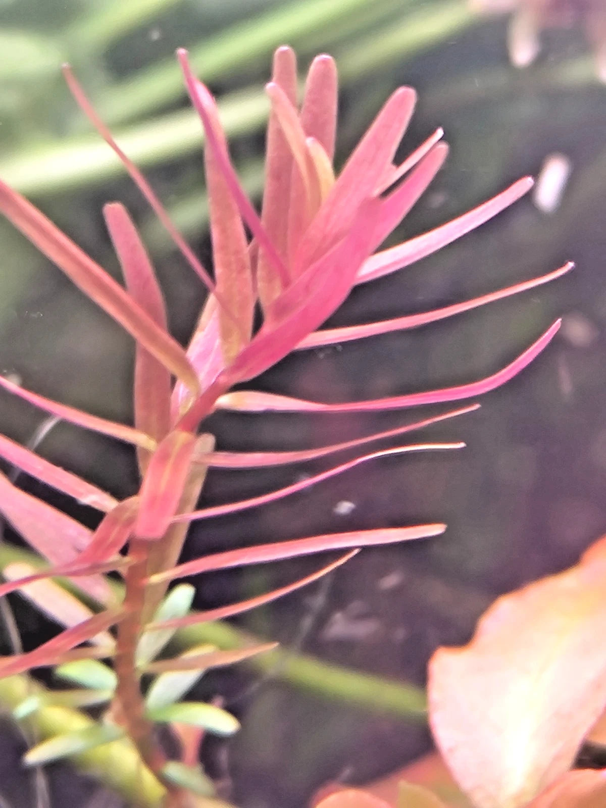 Rotala Rotundifolia "Red Stem" Live Aquarium Plants Tropical Aquascaping Tank