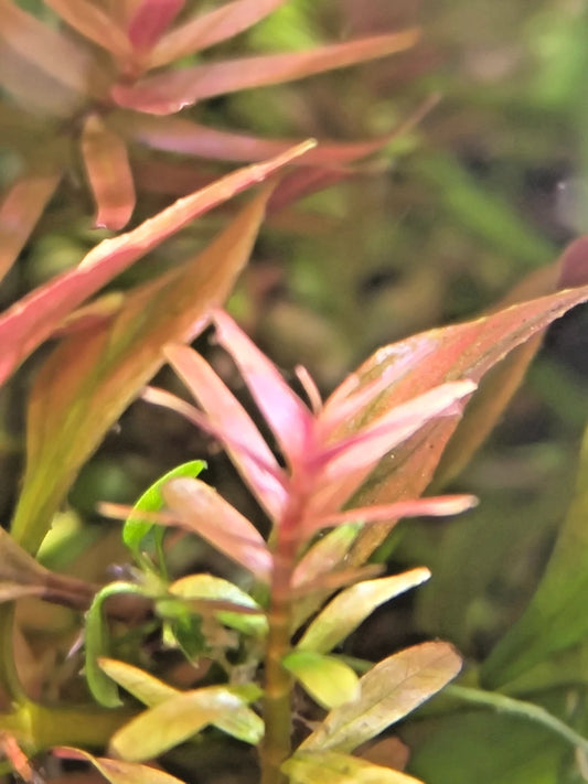 Rotala Rotundifolia "Red Stem" Live Aquarium Plants Tropical Aquascaping Tank