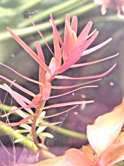 Rotala Rotundifolia "Red Stem" Live Aquarium Plants Tropical Aquascaping Tank