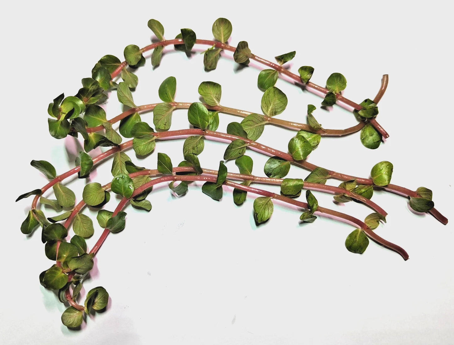 Rotala Rotundifolia "Red Stem" Live Aquarium Plants Tropical Aquascaping Tank