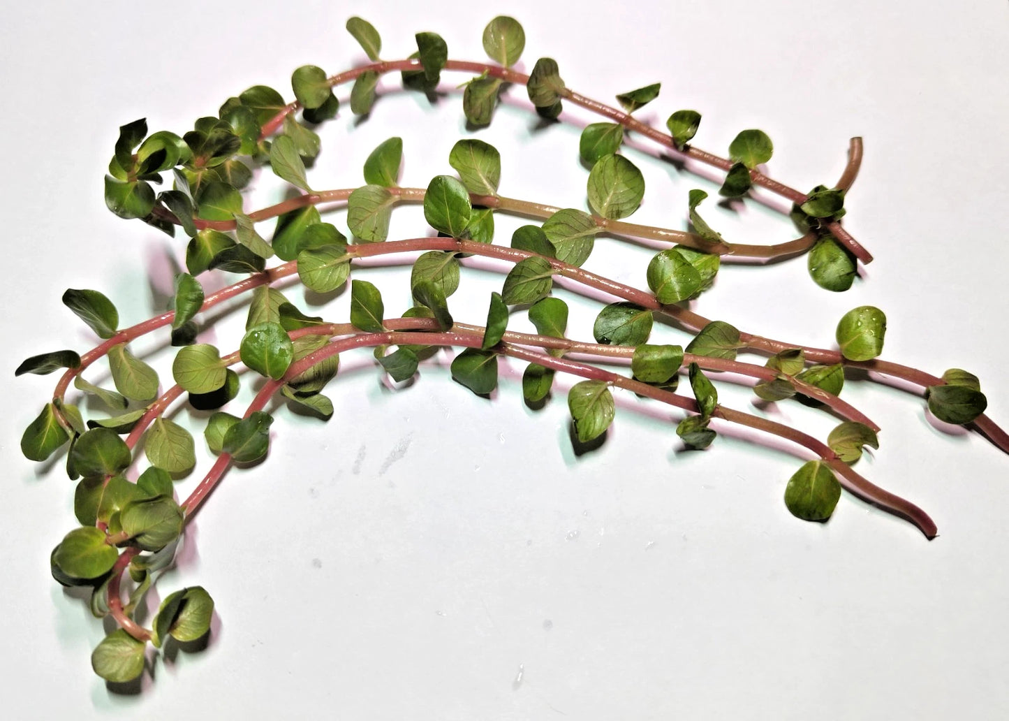 Rotala Rotundifolia "Red Stem" Live Aquarium Plants Tropical Aquascaping Tank