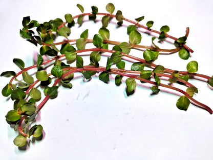 Rotala Rotundifolia "Red Stem" Live Aquarium Plants Tropical Aquascaping Tank