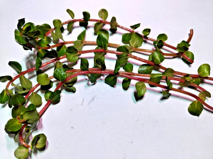 Rotala Rotundifolia "Red Stem" Live Aquarium Plants Tropical Aquascaping Tank