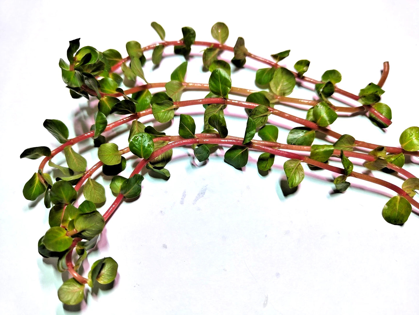 Rotala Rotundifolia "Red Stem" Live Aquarium Plants Tropical Aquascaping Tank