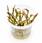 Cryptocoryne spiralis Nari small in vitro aquarium plant with narrow green and bronze leaves