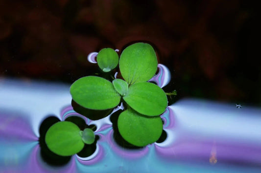 Aquarium Water Lettuce - Pistia Stratiotes (Floating Plant) Dwarf Lettuce