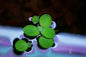 Aquarium Water Lettuce - Pistia Stratiotes (Floating Plant) Dwarf Lettuce