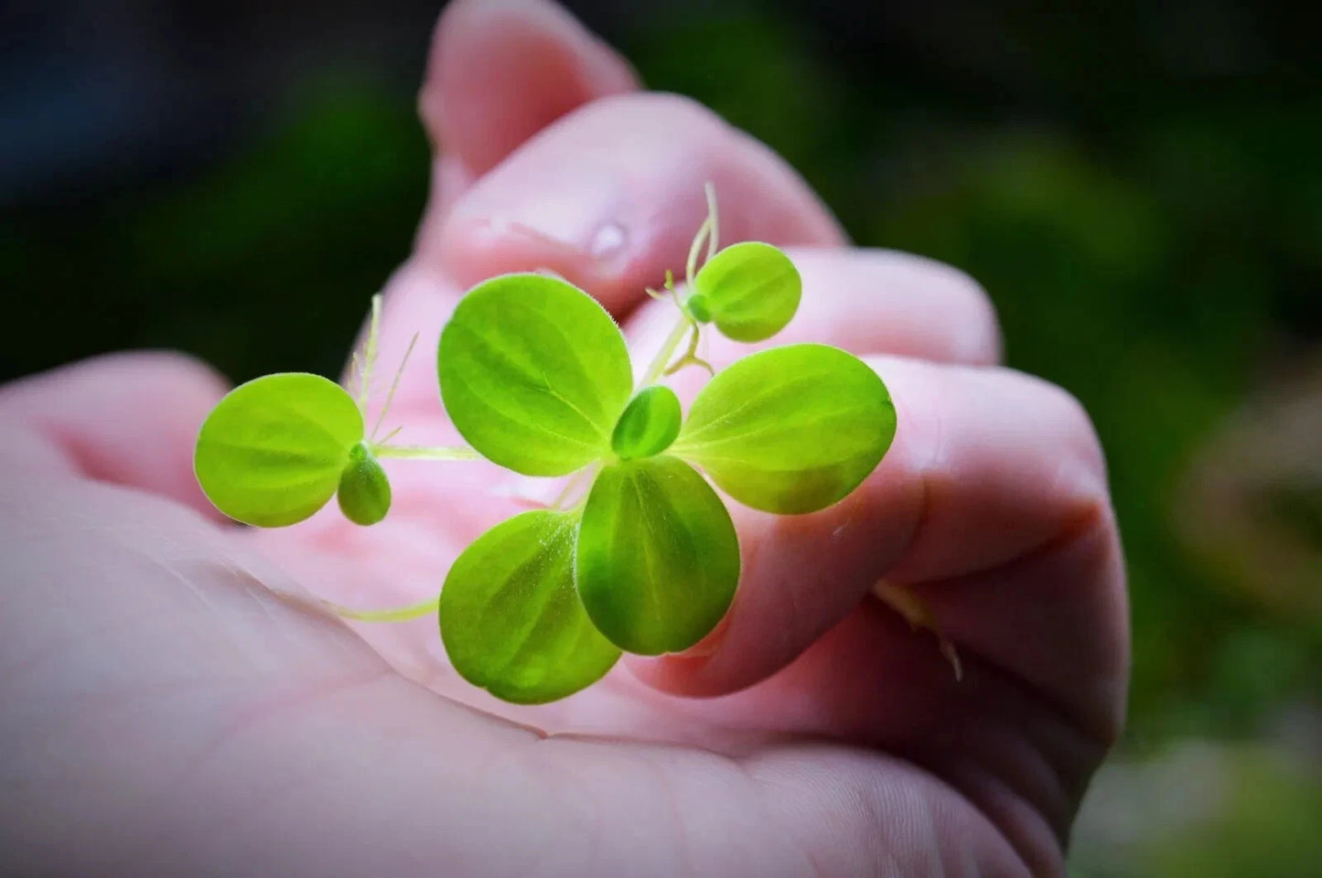 Aquarium Water Lettuce - Pistia Stratiotes (Floating Plant) Dwarf Lettuce
