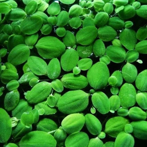 Aquarium Water Lettuce - Pistia Stratiotes (Floating Plant) Dwarf Lettuce