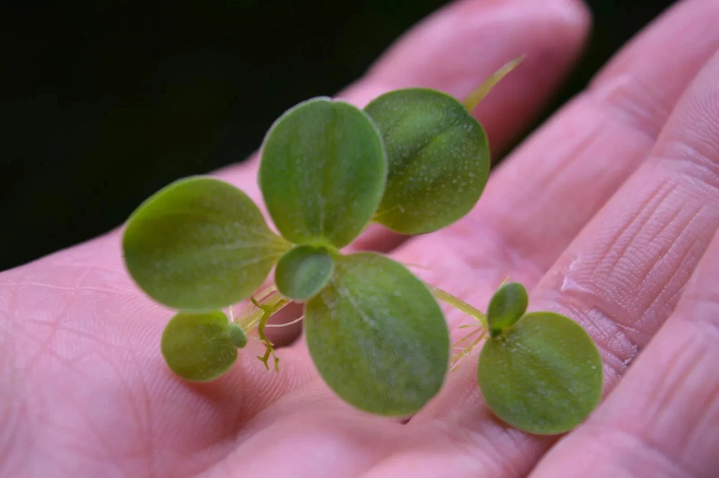 Aquarium Water Lettuce - Pistia Stratiotes (Floating Plant) Dwarf Lettuce
