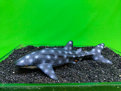 Whale Shark Aquarium Ornament Fish Tank Decoration Realistic Resin Marine Ocean Decor
