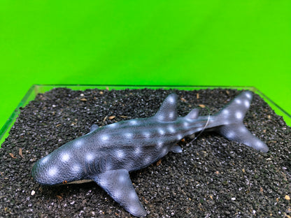 Whale Shark Aquarium Ornament Fish Tank Decoration Realistic Resin Marine Ocean Decor