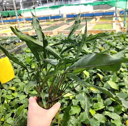 XL 35cm+ Anubias Heterophylla Supernova x 1 live Plant tropical RARE aquarium