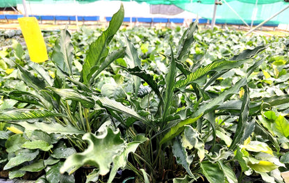 XL 35cm+ Anubias Heterophylla Supernova x 1 live Plant tropical RARE aquarium