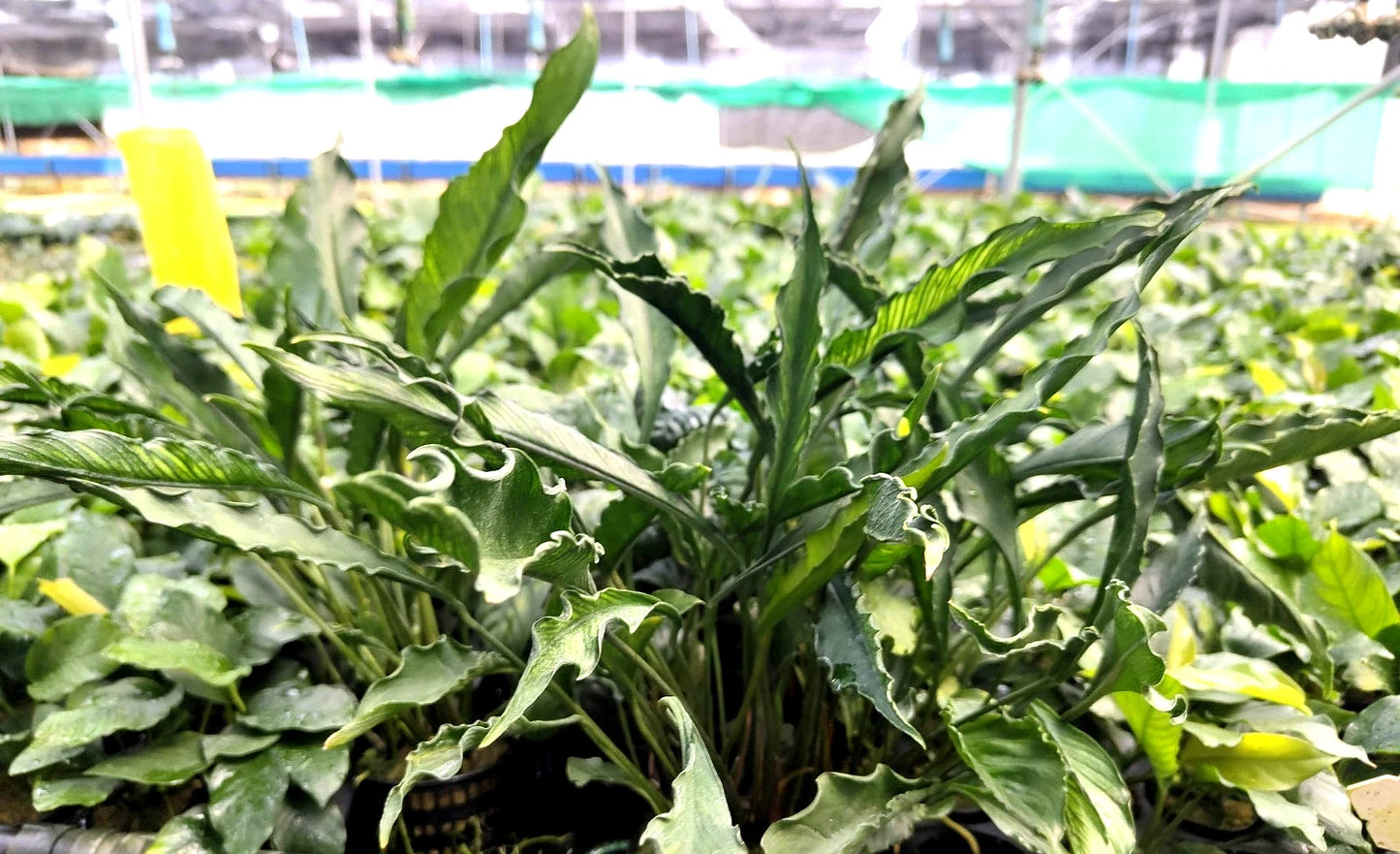 XL 35cm+ Anubias Heterophylla Supernova x 1 live Plant tropical RARE aquarium