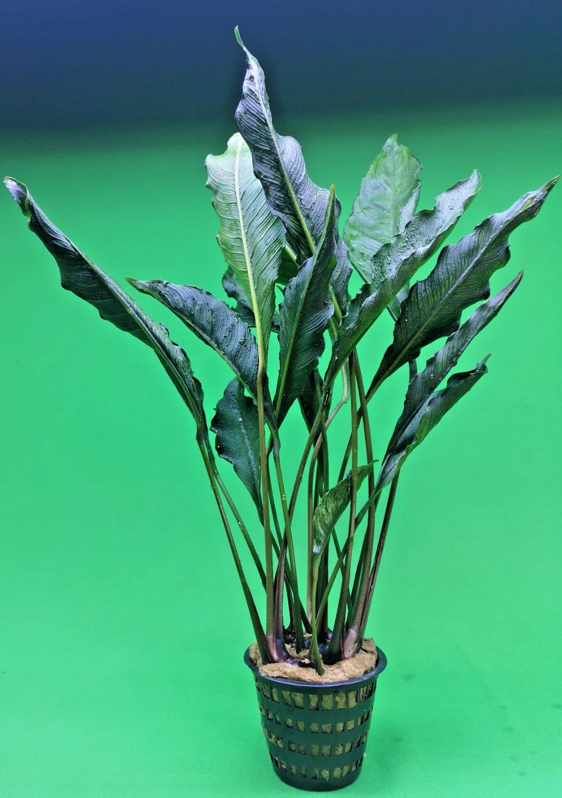 XL 35cm+ Anubias Heterophylla Supernova x 1 live Plant tropical RARE aquarium