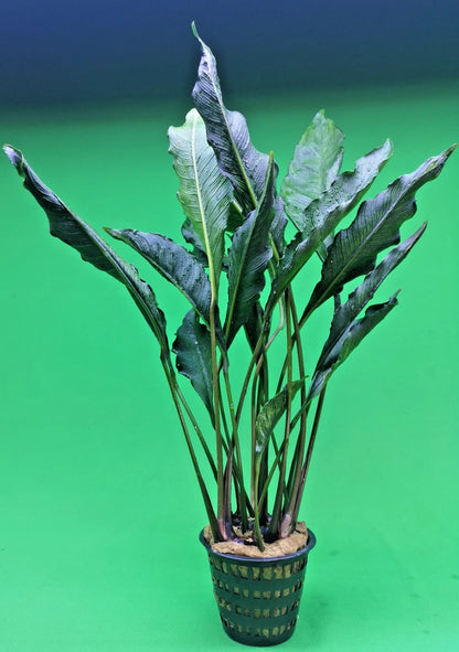 XL 35cm+ Anubias Heterophylla Supernova x 1 live Plant tropical RARE aquarium