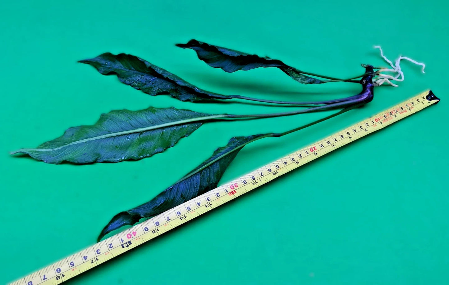 XL 35cm+ Anubias Heterophylla Supernova x 1 live Plant tropical RARE aquarium