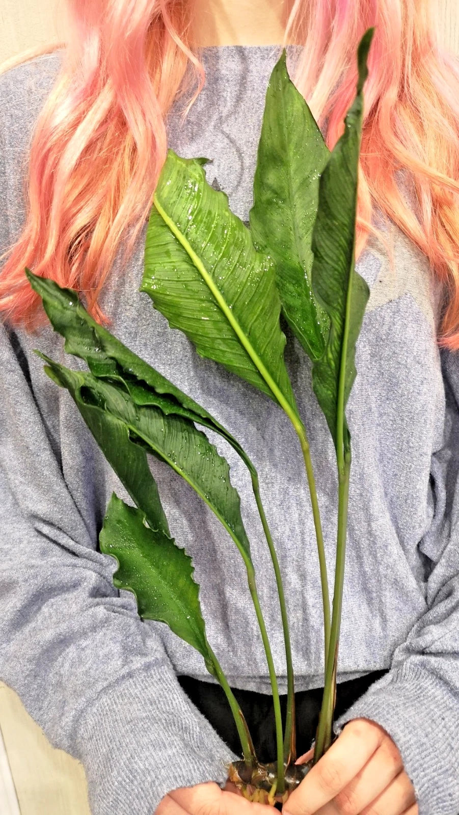 XL 35cm+ Anubias Heterophylla Supernova x 1 live Plant tropical RARE aquarium