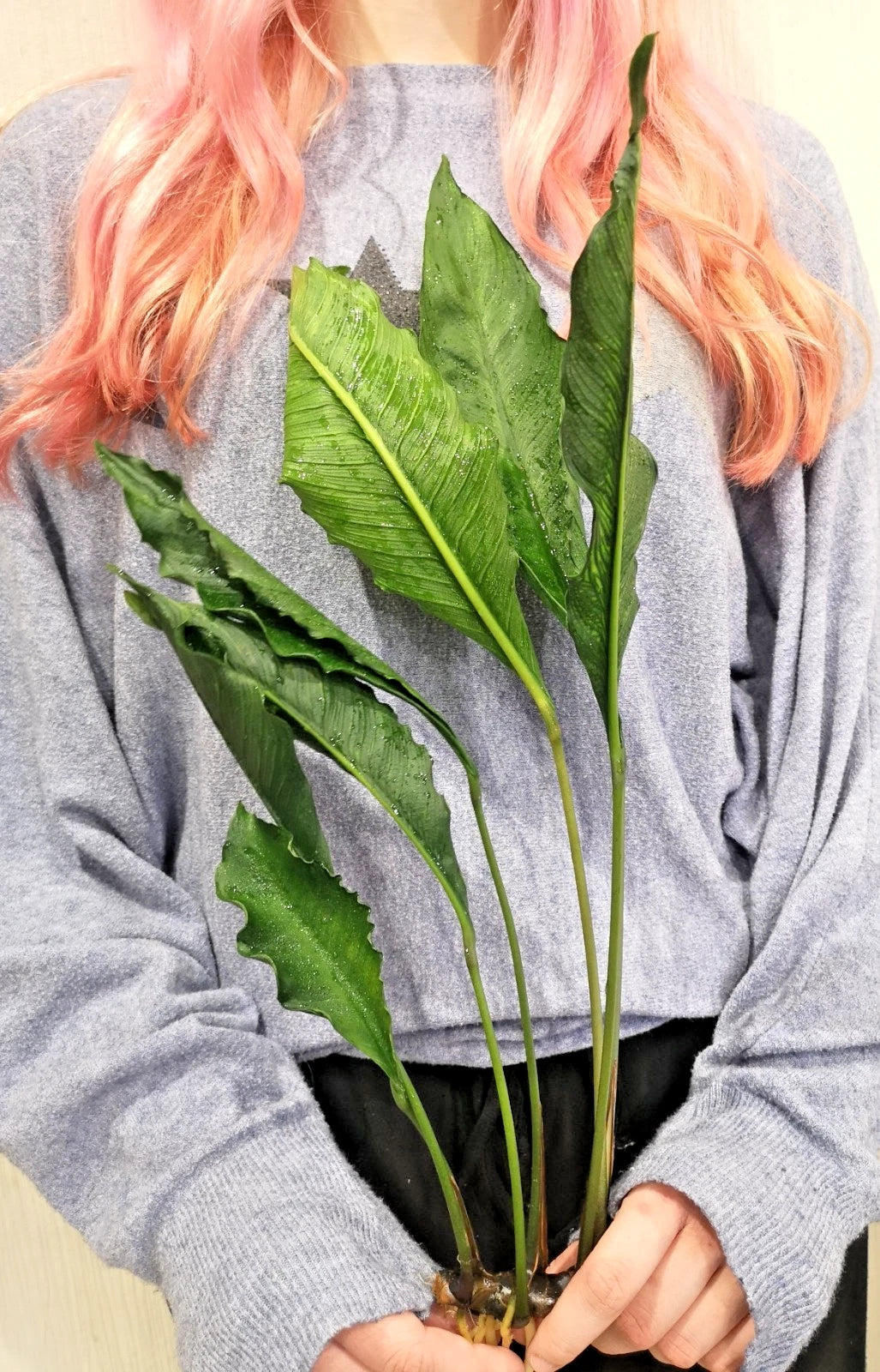 XL 35cm+ Anubias Heterophylla Supernova x 1 live Plant tropical RARE aquarium