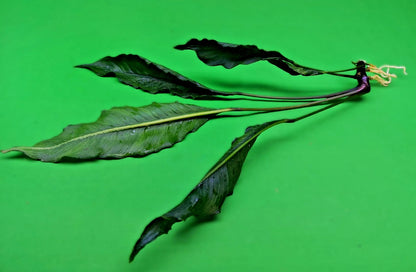 XL 35cm+ Anubias Heterophylla Supernova x 1 live Plant tropical RARE aquarium