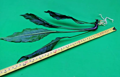 XL 35cm+ Anubias Heterophylla Supernova x 1 live Plant tropical RARE aquarium