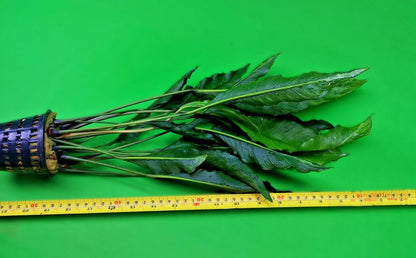 XL 35cm+ Anubias Heterophylla Supernova x 1 live Plant tropical RARE aquarium