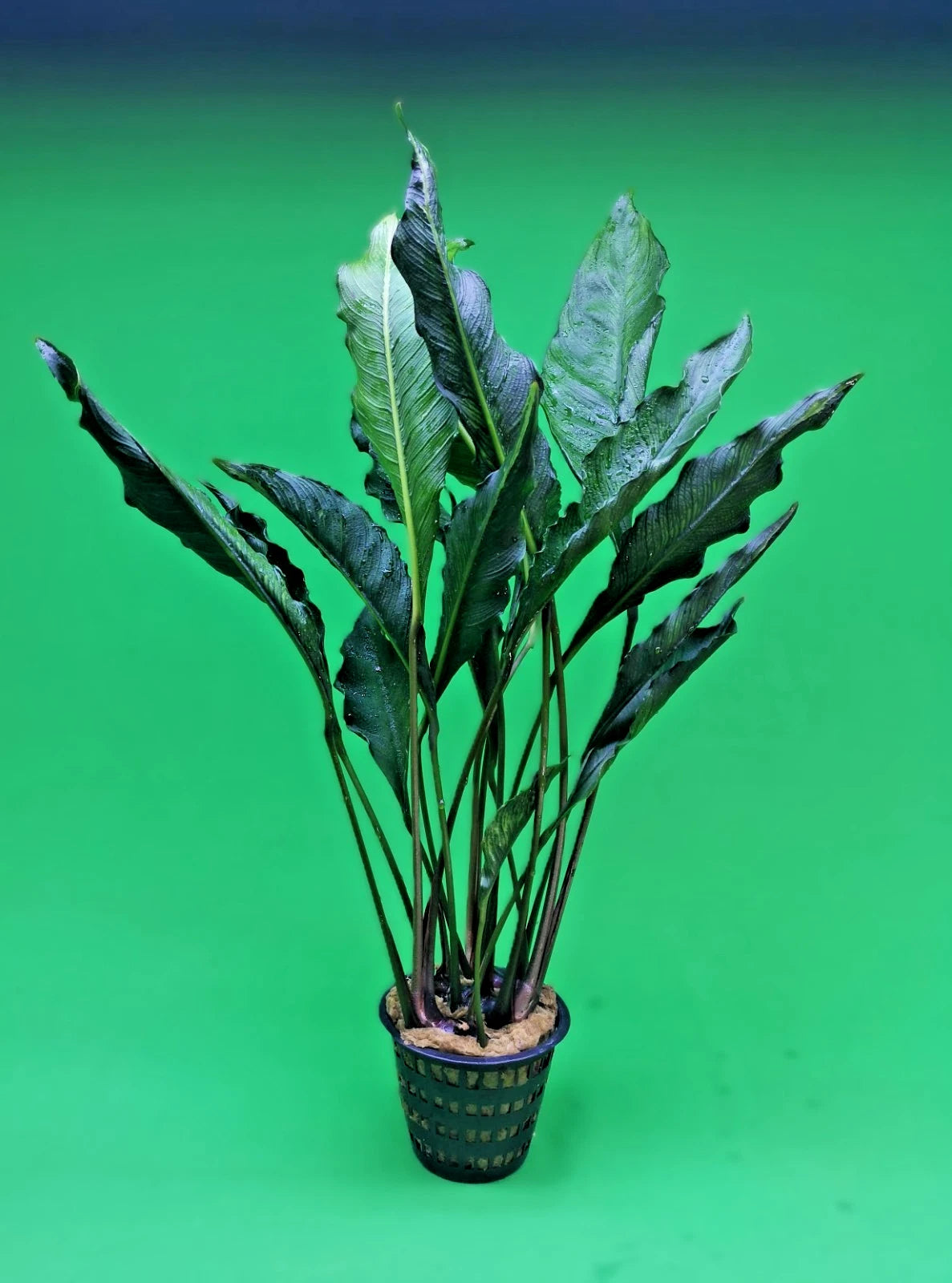 XL 35cm+ Anubias Heterophylla Supernova x 1 live Plant tropical RARE aquarium